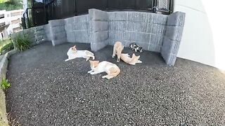 Pastel-colored cats gather in front of the camera and demonstrate their cute appearance.