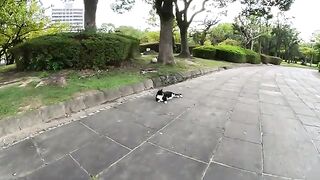 Three cats lie down and rest on the park square