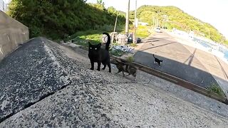 Whirlwind kitten learns to interact with people by watching her mother and older cat