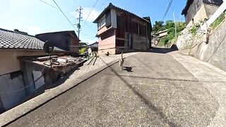 Many cats greet each other with headbutts