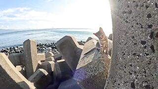 Play with brothers: a ferocious gray cat and a timid Siamese cat.