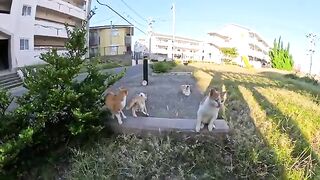 cats steal toys from kittens and play with them enthusiastically