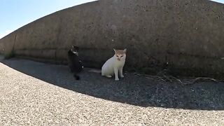 A ferocious cat attacks people's hands when they touch them