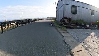 Two similar tuxedo cats line up to be touched by a human