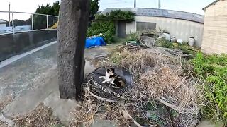 The cat climbs onto the embankment and the man massages it.