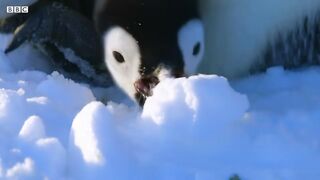 Baby Penguin Transfer | Snow Chick: A Penguin's Tale