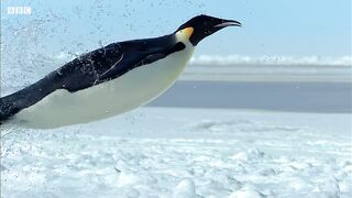 Penguin Races to Feed Her Starving Chick | Snow Chick: A Penguin's Tale