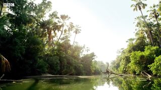 Bats Dodge Crocodile Infested River | Nature's Biggest Beasts