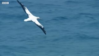 Albatrosses Use Their Nostrils To Fly | Nature's Biggest Beasts