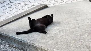 A black cat relaxes in a defenseless pose, not noticing a person