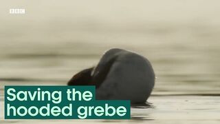 Protecting the Hooded Grebe | The Mating Game