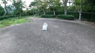 A cat with the color of tea with milk lies down, showing people its belly.