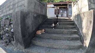 Cute cats greet guests at the entrance to the house