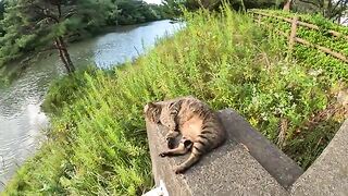 Striped cats basking in the sunset came to communicate with people.