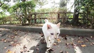 Two cats who want to play with people are jealous and fight and wave their paws