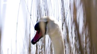 Nature's First Line of Defence | Attenborough's Wonder of Eggs