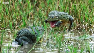 Bullfrog Battle Royale | The Mating Game