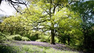 How Do Birds Incubate Their Eggs? | Attenborough's Wonder of Eggs