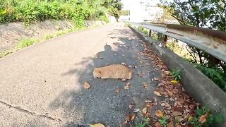 A cat with a broken ear rolls in front of a man.