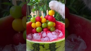 Meow_Super Huge Watermelon Sago Dessert!????????.