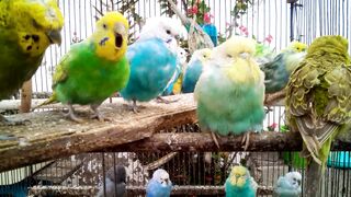 A Day in the Life of a Joyful Budgie Cuteness Overload! ???????? #Shorts.