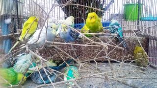 Watch My Budgie's Hilarious Antics! Pure Joy & Laughter! ???????? #FunnyVideo.