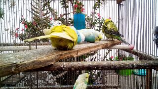 Beautiful Bird Sounds Happy Budgies Singing Their Hearts Out! ???? #cute #birdcare.