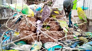 Budget-Friendly Birds Discover the Best Pet Birds Without Breaking the Bank!.