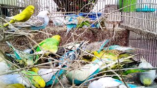 Funny & Cute Budgie Sounds The Ultimate Parakeet Playlist! ???? #love #funnyvideo.