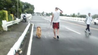 Golden Retriever and Golden Chow Chow meet again