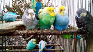 Joyful Budgie Sounds The Cutest Melodies You Need to Hear! ????????????✨ #budgielife.