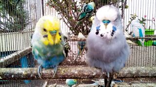 Listen to Happy Budgies Their Adorable Sounds Will Melt Your Heart! ???? #shorts.