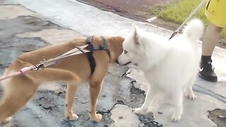 Golden Retriever Meets White Siberian Husky