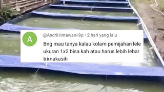 Rekomendasi ukuran kolam untuk pemijahan/pembenihan lele