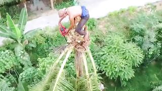 cutting down coconut trees