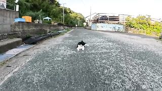 A man in a tuxedo is massaging a cat with a double chin