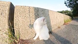 A narrow-eyed cat angrily chases after a beautiful Siamese cat.