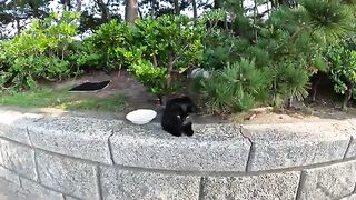 A black cat shows people the sign of a white angel on its stomach