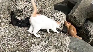 Two cats butted each other's heads and had a fight