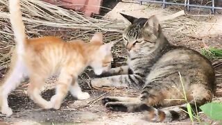 A strong-looking father cat looks after his kittens and mother cat.