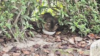 The boss cat with a big face, who is afraid of people, receives food from volunteers