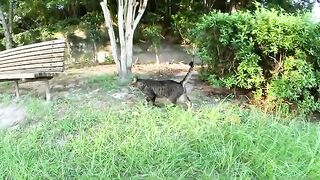 A tabby cat and a tortoiseshell cat sit on a bench, and a man touches them.