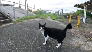 When I was about to get on the train, I was escorted by the station manager's cats.