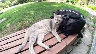 A tortoise-shell cat in pastel colors is lying down, using a backpack as a pillow.