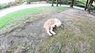 Cute cats are sleeping in a defenseless position on the park square