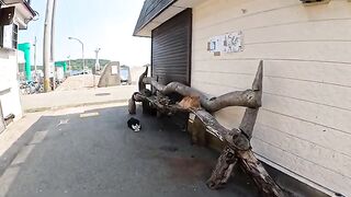 Cats sit on handmade wooden benches and enjoy the sea breeze