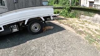 A fox-like cat hides under a truck to escape the heat