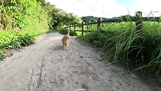 The cat brothers are hiding in the corner of the road, afraid of big dogs.