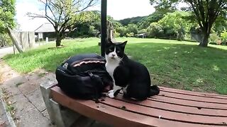 A cat in a tuxedo with a springy tail asks a man to give him a cock massage