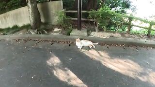 A cute cat rolls on the ground and invites me to play.